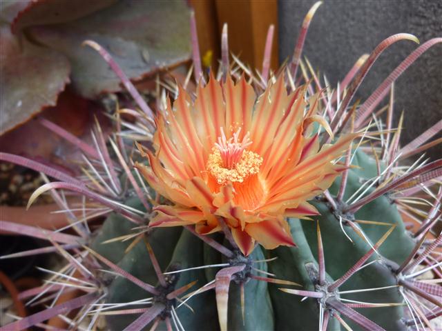 Ferocactus peninsulae 