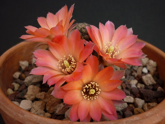 Rebutia pygmaea 