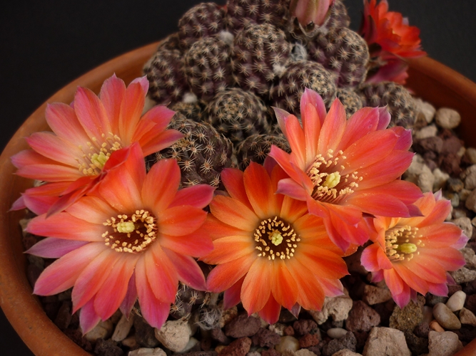 Rebutia pygmaea 