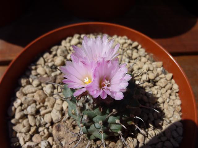 Turbinicarpus roseiflorus 