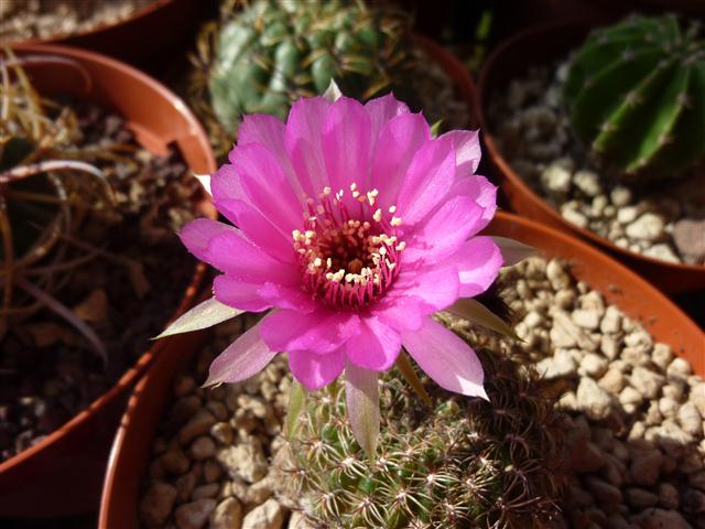 Lobivia tiegeliana 