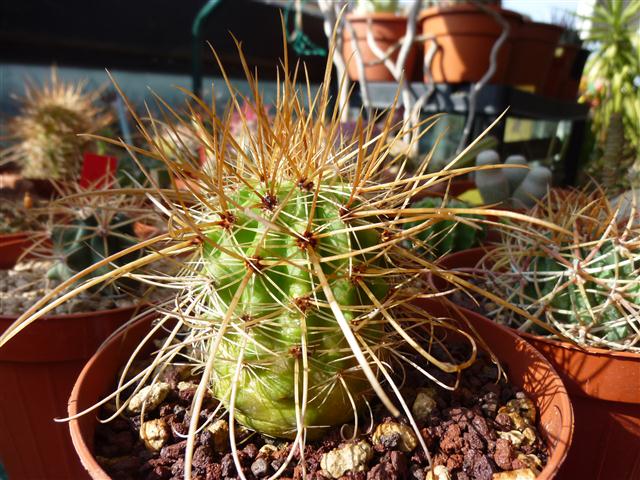 Parodia maassii 