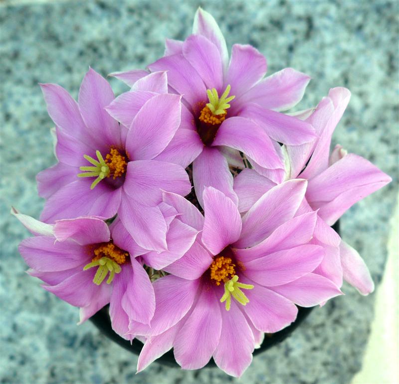 Mammillaria schumannii v. globosa 