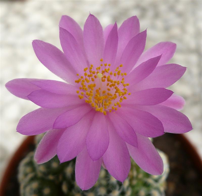 Mammillaria saboae 