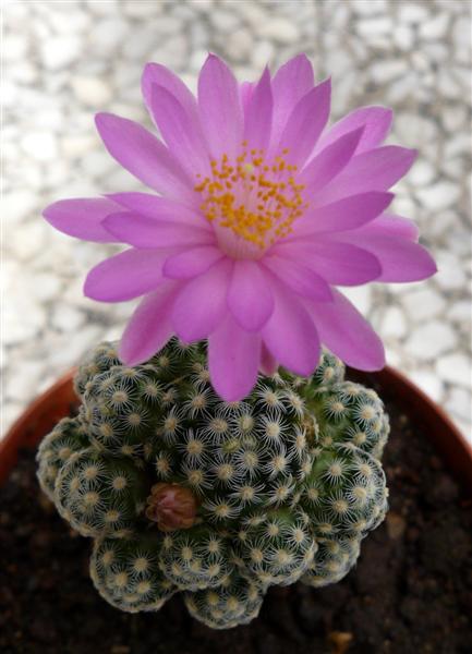 Mammillaria saboae 