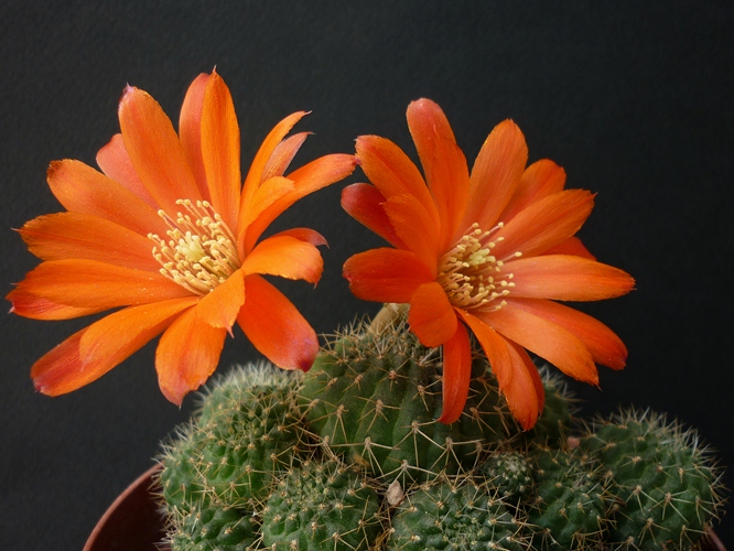 Rebutia tarvitaensis 