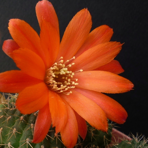 Rebutia tarvitaensis 