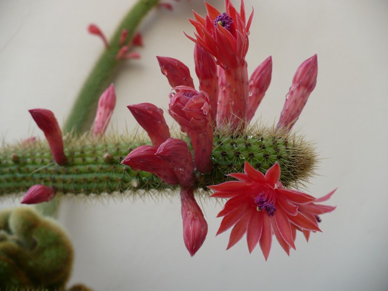 Cleistocactus winteri 