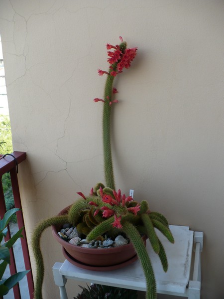 cleistocactus winteri f. cristatus