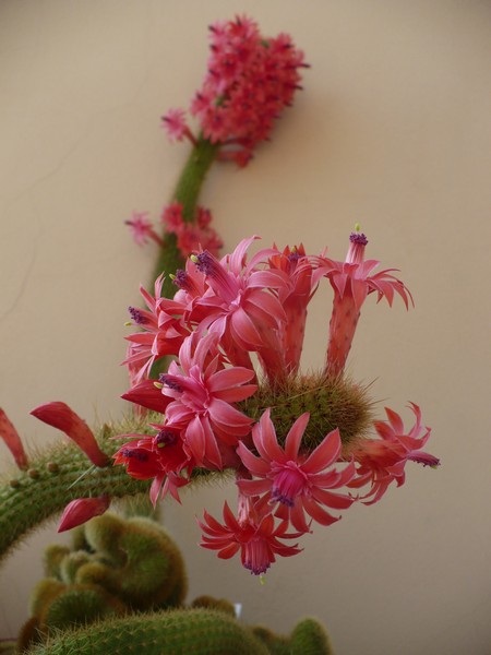 Cleistocactus winteri 