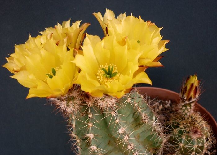 Echinocereus  subinermis ssp. ochoterenae 