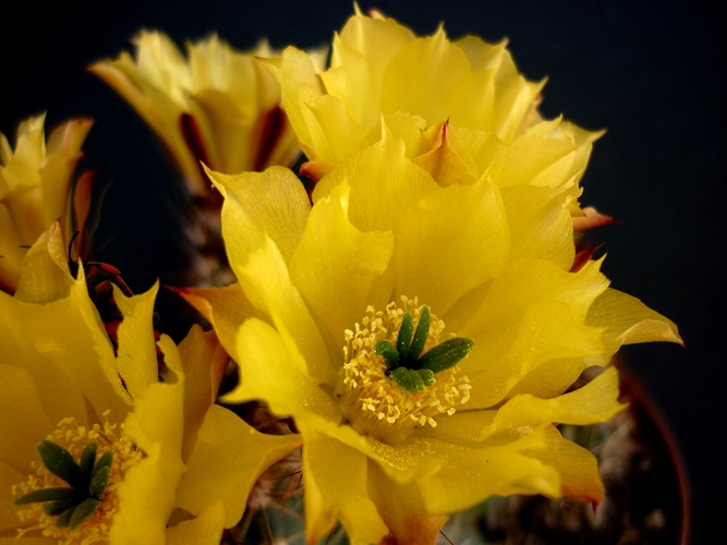 Echinocereus subinermis ssp. ochoterenae 