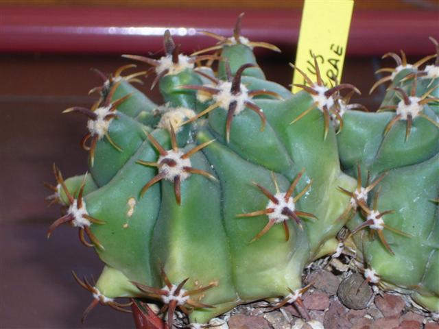 Ferocactus wislizeni ssp. herrerae v. brevispinus 