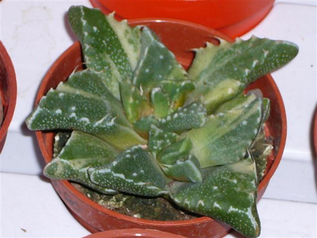 3. Faucaria felina?  