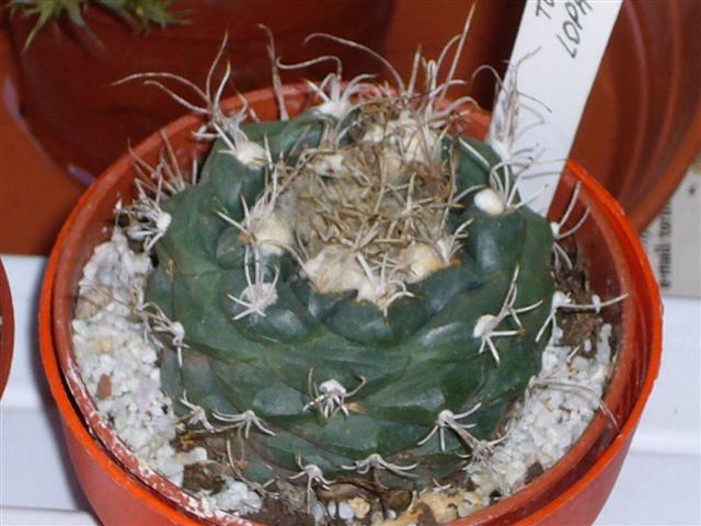 4. Turbinicarpus che?  