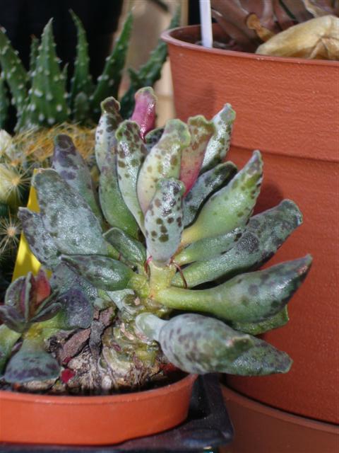 5. adromischus che?  