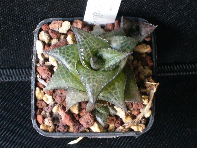 Haworthia tessellata 