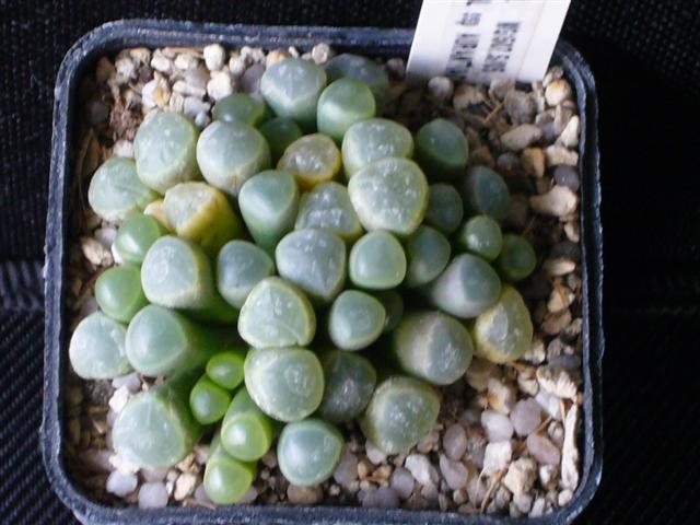 Fenestraria rhopalophylla ssp. aurantiaca 