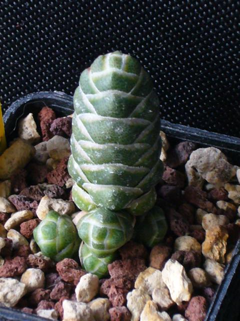 Crassula barklyi 