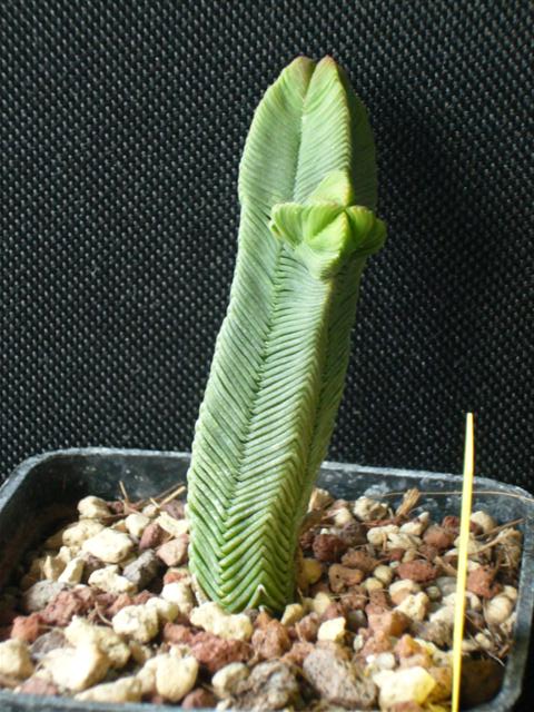 Crassula pyramidalis 