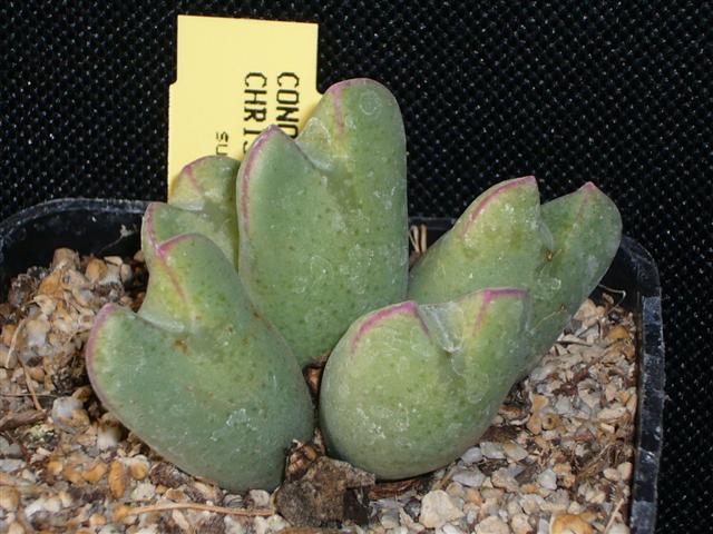 conophytum christiansenianum