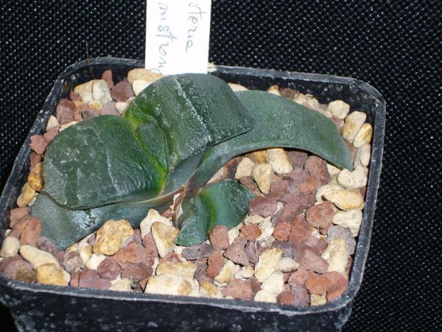 Gasteria armstrongii 