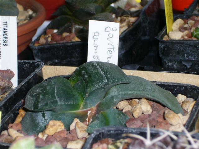 Gasteria armstrongii 