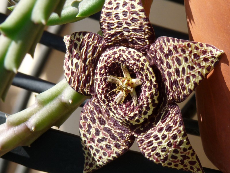 Orbea variegata 