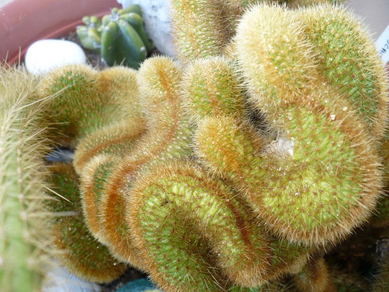 Cleistocactus winteri f. cristatus 