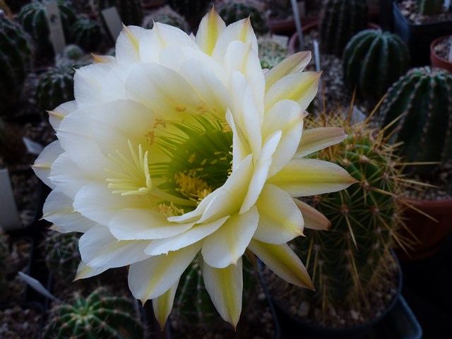 trichocereus cv. june noon