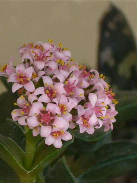 Crassula cv. bride's bouquet 