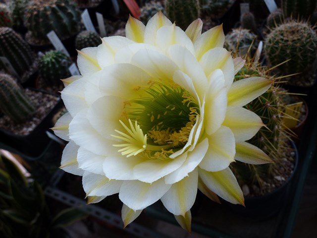 Trichocereus cv. june noon 