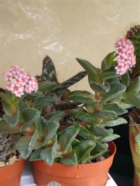 Crassula cv. bride's bouquet 