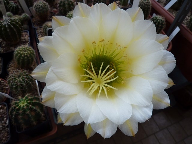 Trichocereus cv. june noon 