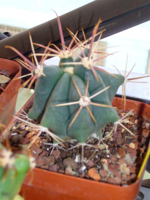 Ferocactus  