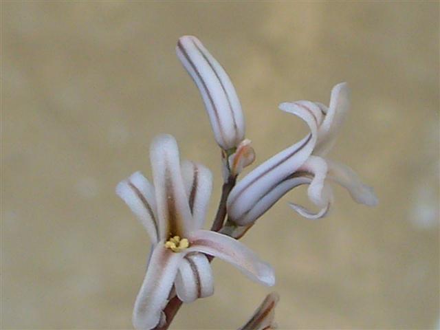 Haworthia  