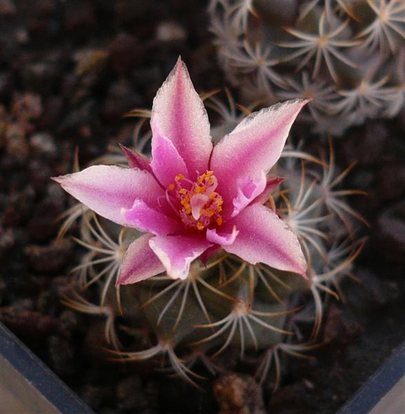 Turbinicarpus laui 