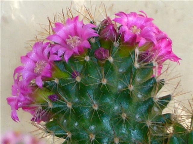 Mammillaria backebergiana 