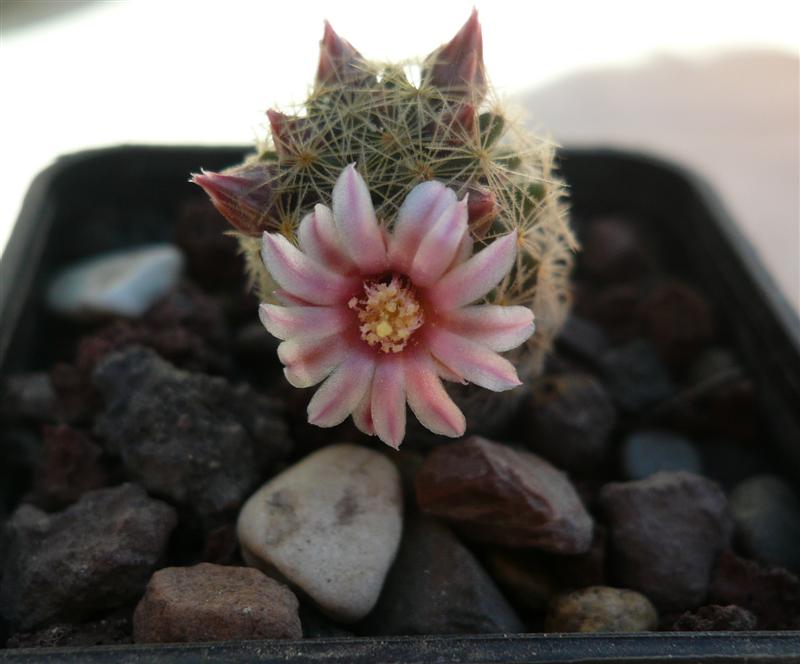 Mammillaria giselae 