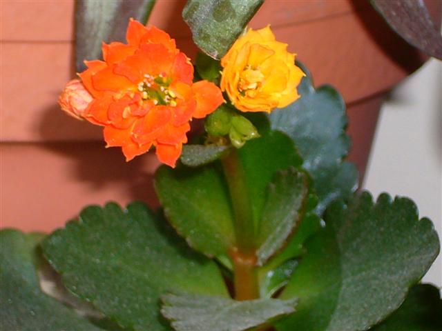 Kalanchoe  