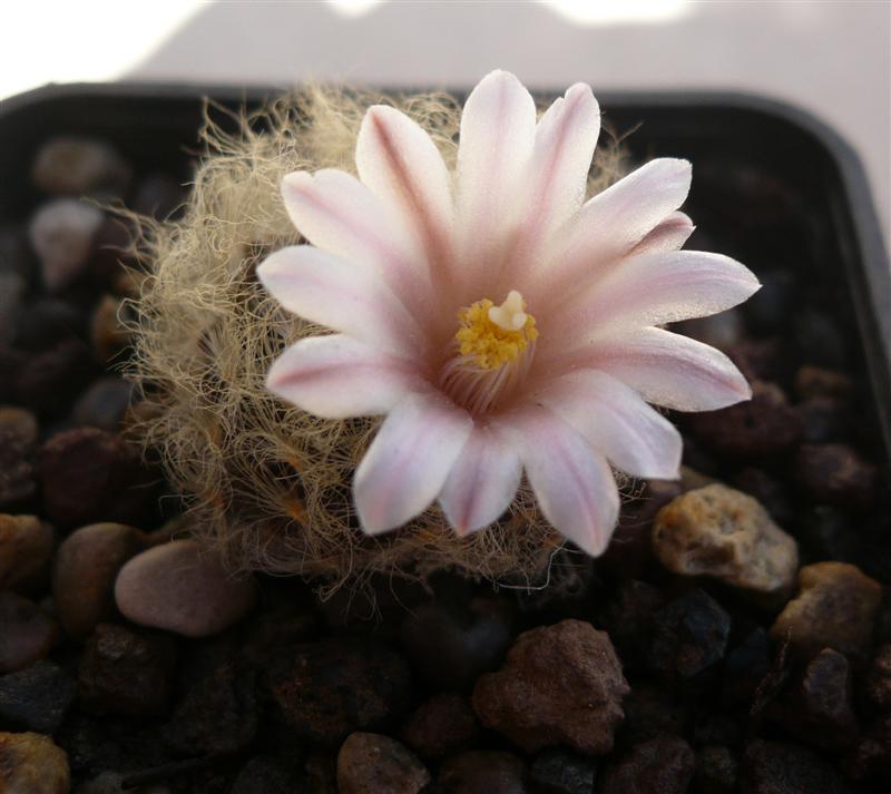 Mammillaria aureilanata 