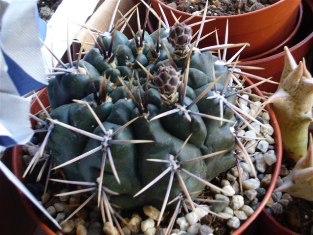 2. gymnocalicium che? Gibbosum?  
