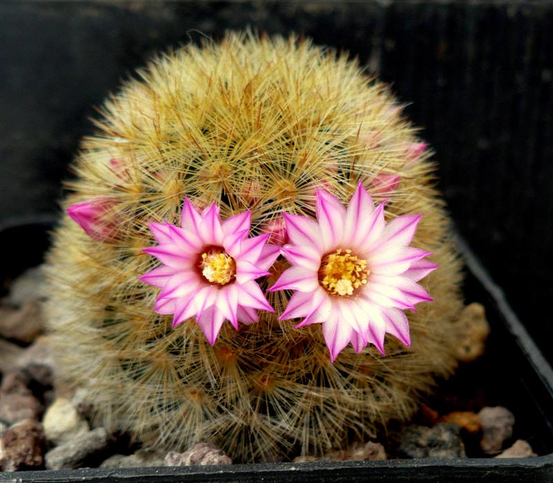 Mammillaria carmenae 