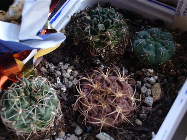 5. vari gymno  