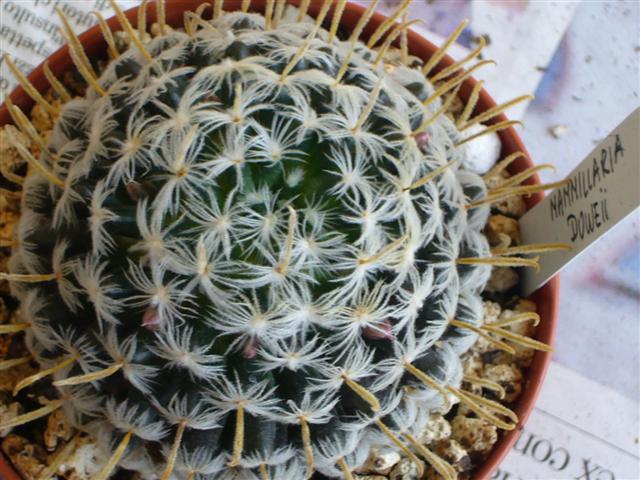 Mammillaria nana ssp. duwei 