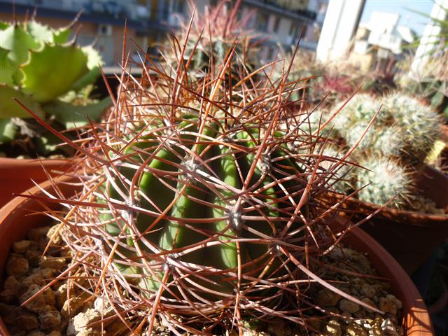 Denmoza rhodacantha 