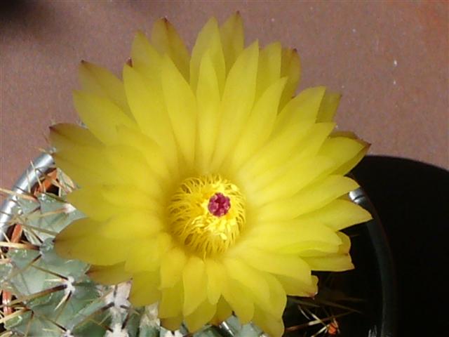 Parodia buiningii 