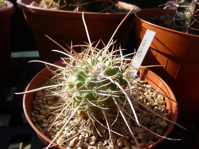 Mammillaria bernalensis 