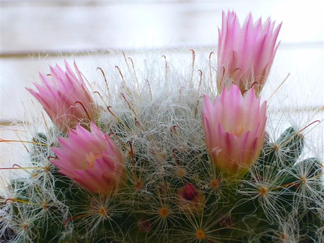 Mammillaria bocasana 