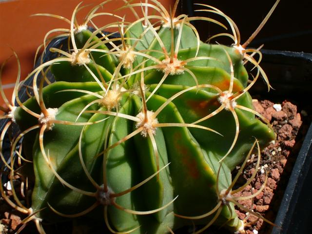 Ferocactus  